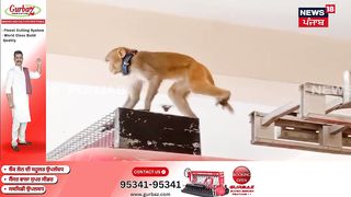 The Jalandhar Monkey Video