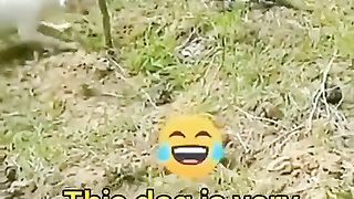 scared dog