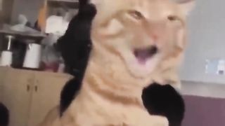 Compilation of Comedy Cats in 2023 2