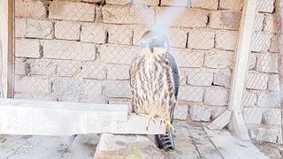 Eagle ????????