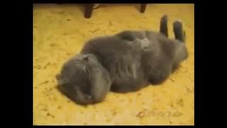 Funny Animal 17