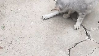 Animal lovers