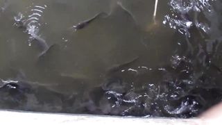 UPDATE SA POND AT WATER MANAGEMENT PARA SA BAGONG LAGAY NA FINGERLINGS _ BACKYARD CATFISH FARMING