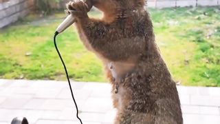 Squirrel rap god
