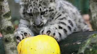 Leopard baby