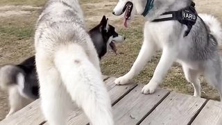 Husky play