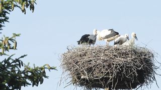 ???????? Nurturing Love- A Mother Stork with Juvenile Storks in a Nest ????????