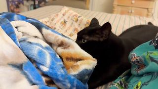 Adopting a Cat from a Shelter Vlog - Cute Precious Piper Makes Herself a Cuddly Kitten