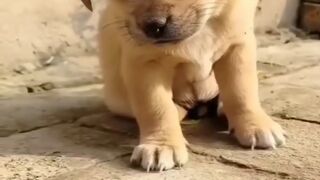 Puppy dog 2