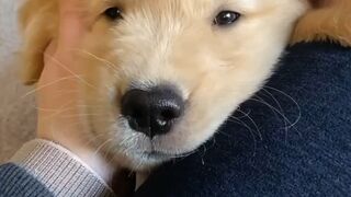 Dog puppy 2