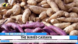 Revolutionizing Agriculture_The Incredible Cassava Cultivation