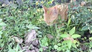 Cute Baby Cats - Cute and Funny Cat Videos Compilation 2023 - Part 58. Upload