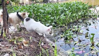 Cute Baby Cats - Cute and Funny Cat Videos Compilation 2023 - Part 57. Upload