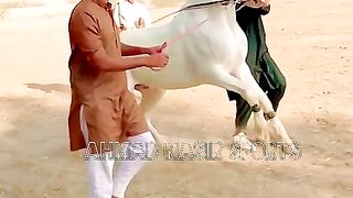 #foryou #foryoupage #fyp #Ahmad#horsepower#trending #7#fyp