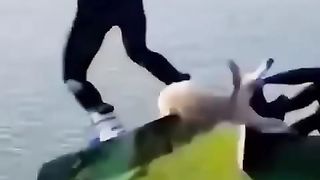 New Funny Animals ???? 2