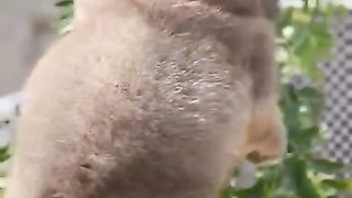 Very cute dogs https://www.febspot.com/ref/501329
