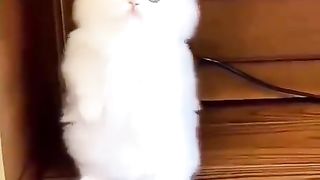 Very cute cats https://www.febspot.com/ref/501329