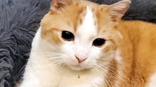 animals 79