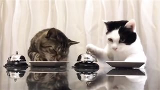 Smart Cats
