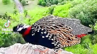 Wonder of nature 3