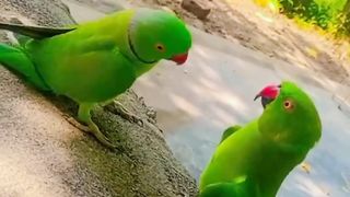 #wow #views #fyp #tiktok #reels #parrots #couple #amazing #viral #trending
