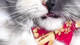 Wonderful Creation | So Cute and Beautiful Video | #nature #febspot