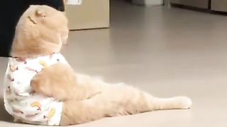cute cats 14