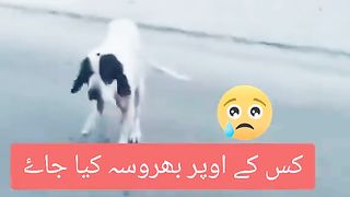 Funy dog video