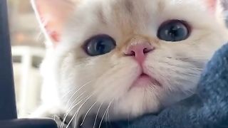 cute cat movement 2023