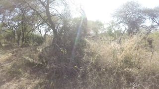 "Rescuing Wildlife: Conservation Success Stories"