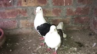 Fancy beautiful breeder pair