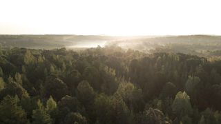 "Into the Wild: Exploring the Enchanting Jungle"