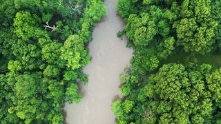 "Secrets of the Jungle: Unveiling Nature's Mysteries"
