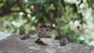 "Surviving the Jungle: A Wild Escape"