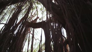 "Jungle Rhythms: Life in the Heart of the Rainforest"