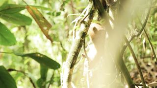 "Jungle Safari: Discovering Exotic Wildlife"