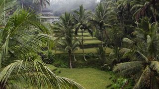 "The Jungle Chronicles: Documenting Nature's Beauty"