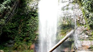 "Tales from the Rainforest: Stories of the Jungle"