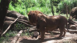 "Amazon Unveiled: A Journey Through the Jungle"