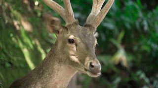 "Hidden Treasures of the Jungle"