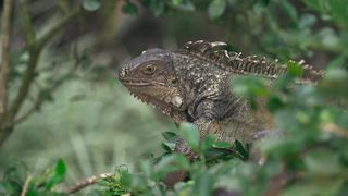 "Jungle Rendezvous: Meeting the Wild Inhabitants"