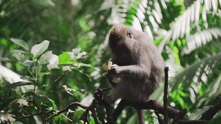 "Beyond the Canopy: Life in the Jungle"