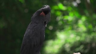 "Jungle Safari Chronicles: Unearthing Nature's Secrets"