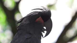 "Jungle Mystique: Uncovering Nature's Hidden Gems"