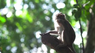 "Lost Worlds: Adventures in the Heart of the Jungle"