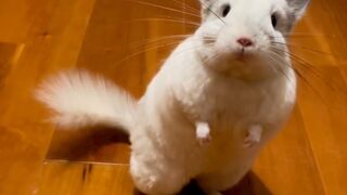 chinchilla cute