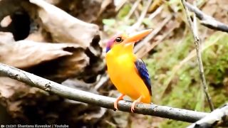 15 Most Beautiful Birds on Planet Earth.