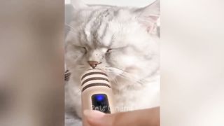 Funny videos 427