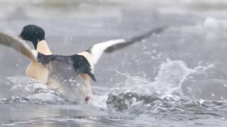 BIRDS IN FLIGHT.