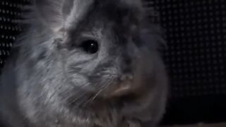 Cute chinchilla 2